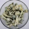 premium albino aromatic albino treasure coast mushroom