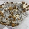 Grow kit for your home growm mushroom