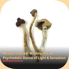 African Transkei mushroom for sale