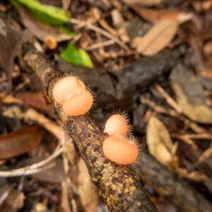 Microscopic view of arenal volcano mushroom