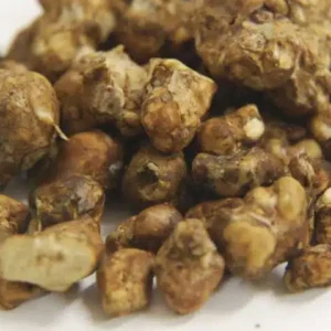 Magic Truffle Atlantis – premium Psilocybe truffles