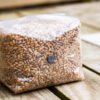 Sterile grain bag for mushroom cultivation – pre-sterilized substrate ready for inoculation” 1600kg